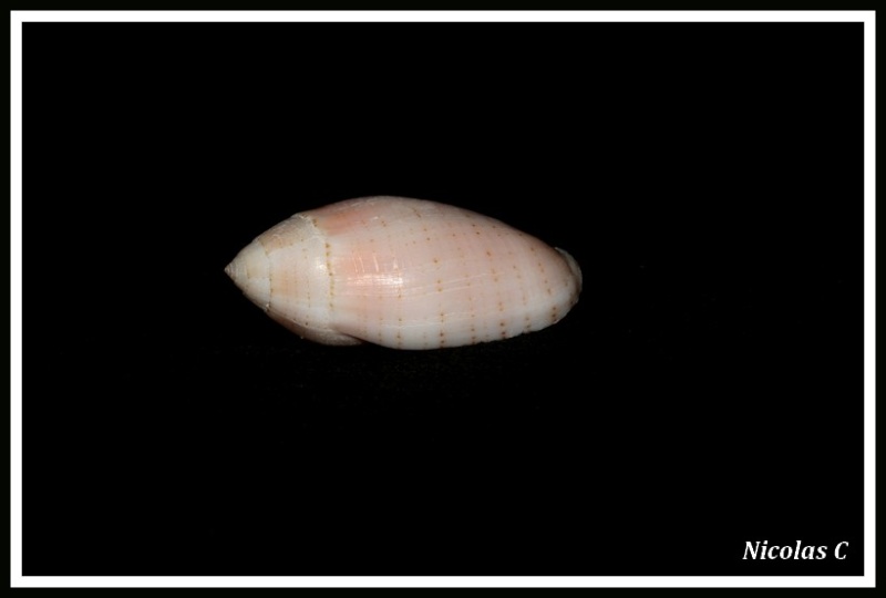 Pterygia nucea (Gmelin, 1791)  Img_8722