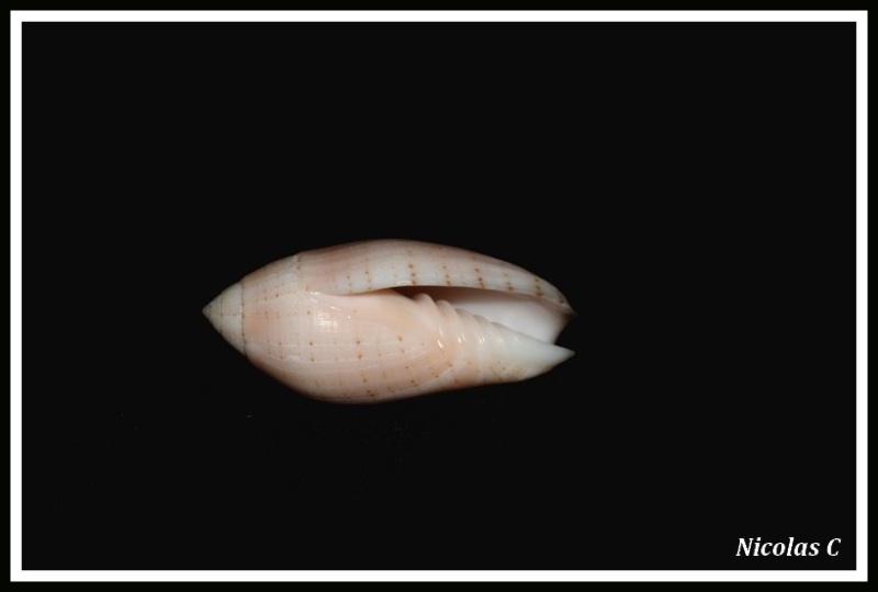Pterygia nucea (Gmelin, 1791)  Img_8723