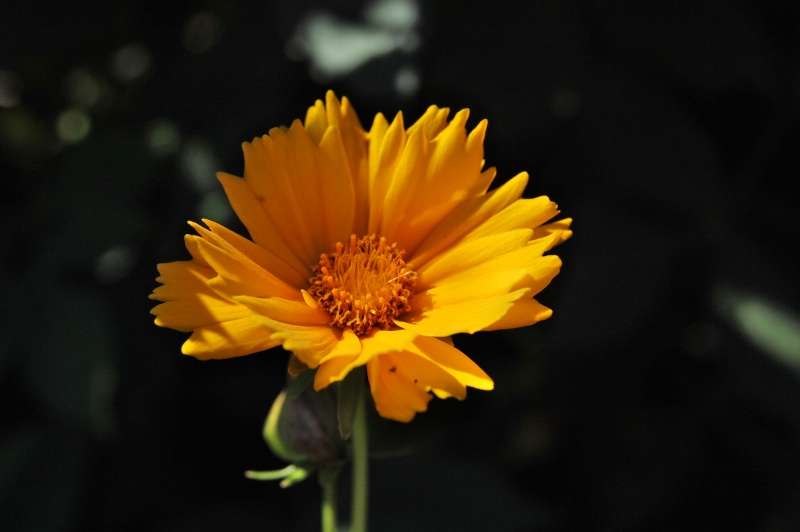 Les mille et une fleurs des photoscopistes Csc_0010