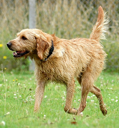 SOS Fauve de Bretagne perdu ! Presto11