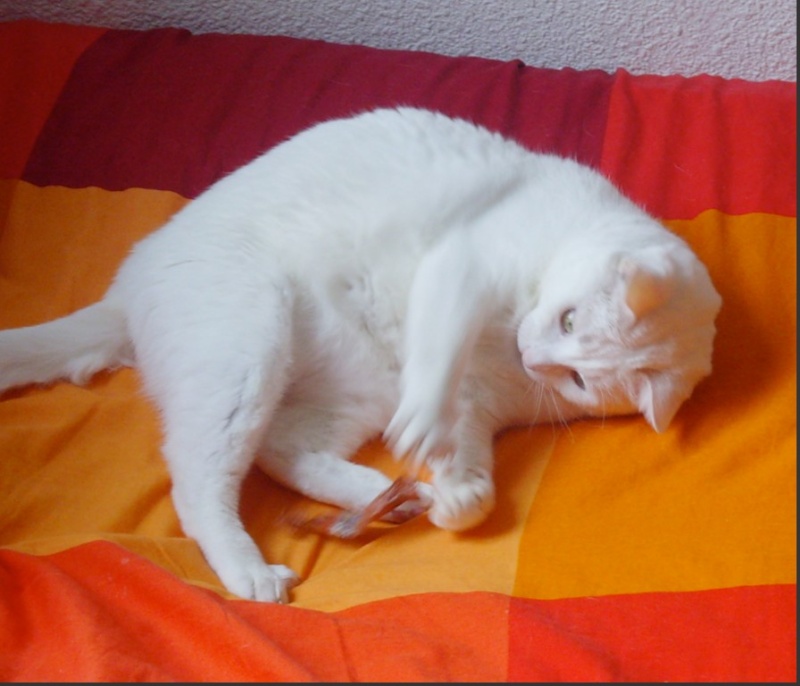 ♥♥♥ CHANTILLY ♥♥♥ : magnifique chat blanc Chanti11
