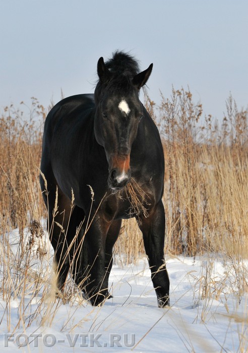 Dolcing Banna - Holstein (j) Horse_12