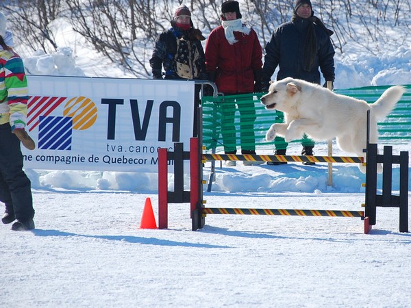 Mes  photos au Carnaval de québec Carnav53