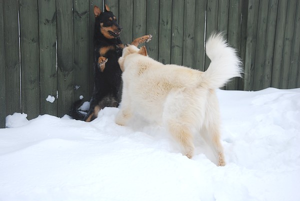 3 gros chiens qui jouent , ça ressemble à ça... Les_ch31