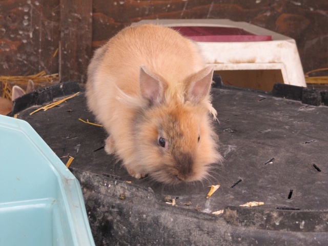 PICARDIE (80) :  les lapins du refuge de filemon  Img_1053