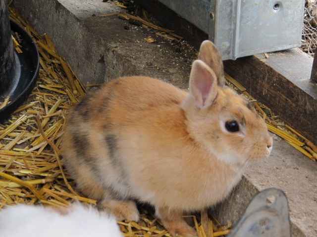 PICARDIE (80) :  les lapins du refuge de filemon  Img_1055