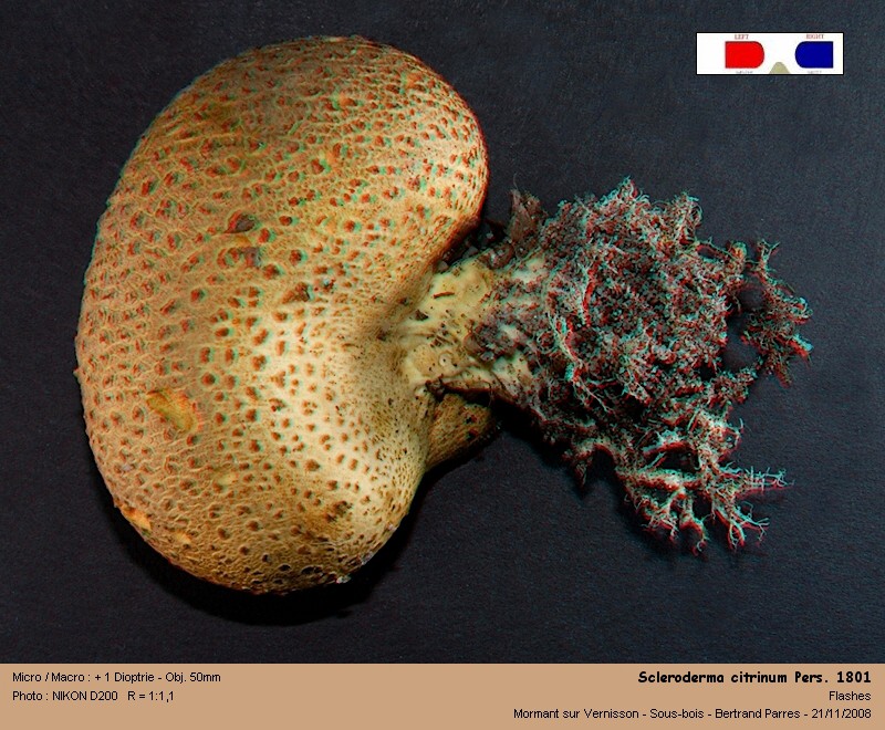 Scleroderma citrinum Pers. 1801 - Basidiomycète. 06_scl10