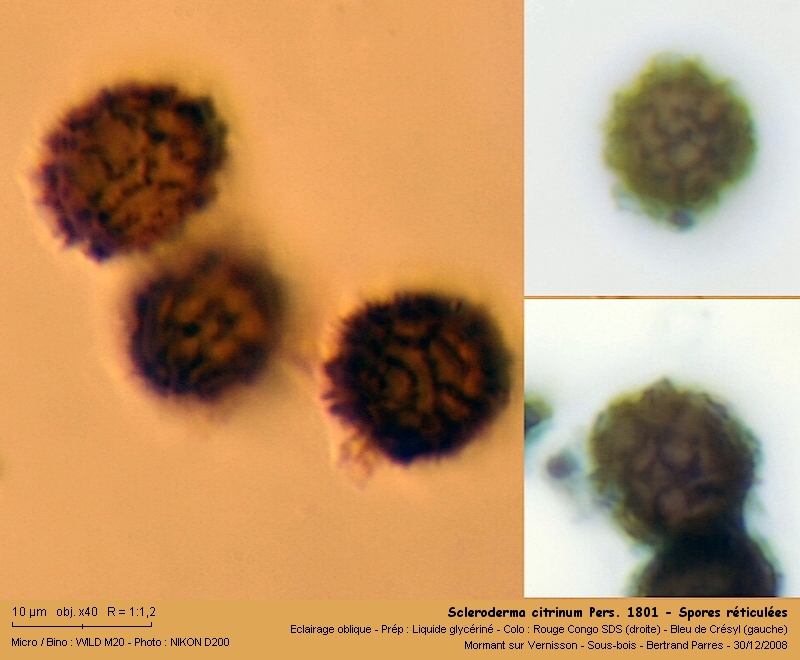 Scleroderma citrinum Pers. 1801 - Basidiomycète. 09_scl10