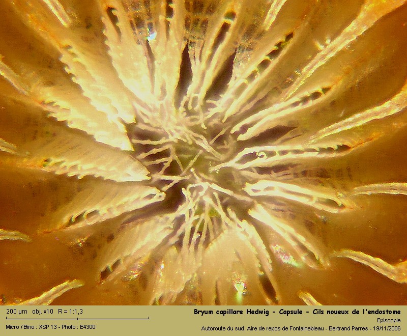 Bryum capillare Hedwig - Mousse acrocarpe dioïque 12_bry10