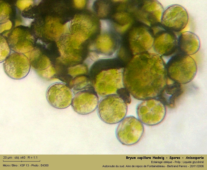 Bryum capillare Hedwig - Mousse acrocarpe dioïque 14_bry10