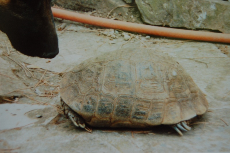 Bécassine, la tortue de mon grand-père... Noal_252