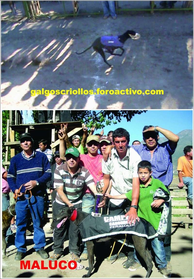 12 Diciembre carreras en Canodromo Peñalolen Maluco10