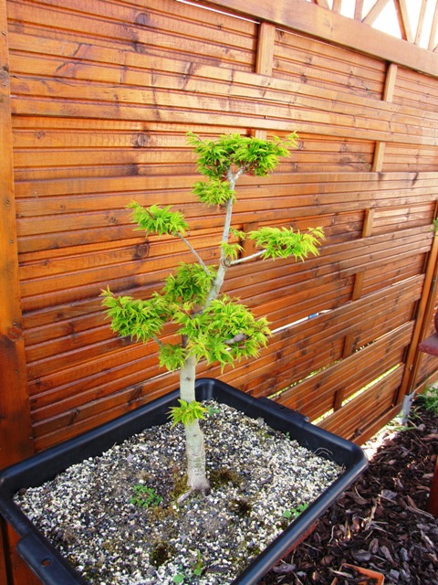 plant acer shishigashira pour formation en bonsai - Page 3 Img_2616