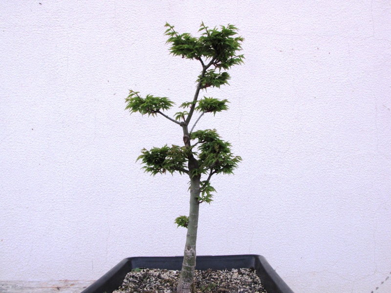 plant acer shishigashira pour formation en bonsai - Page 3 Img_2617