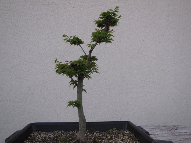 plant acer shishigashira pour formation en bonsai - Page 3 Img_2618