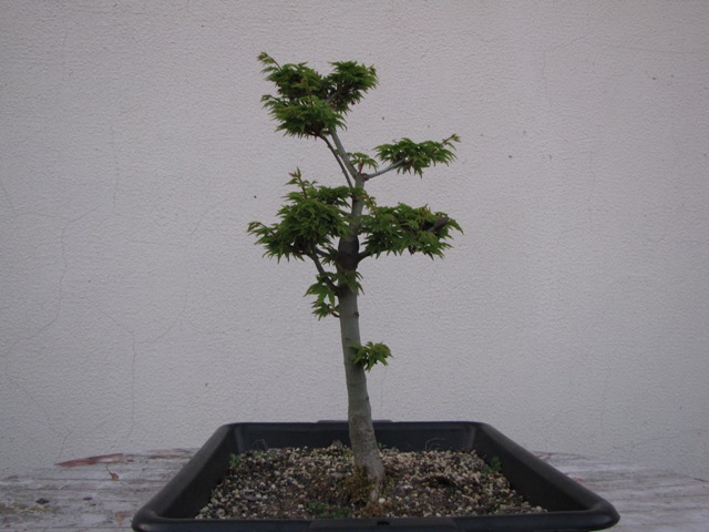 plant acer shishigashira pour formation en bonsai - Page 3 Img_2619