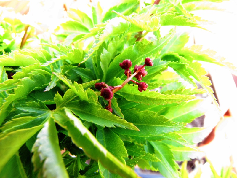 plant acer shishigashira pour formation en bonsai - Page 4 Img_2623