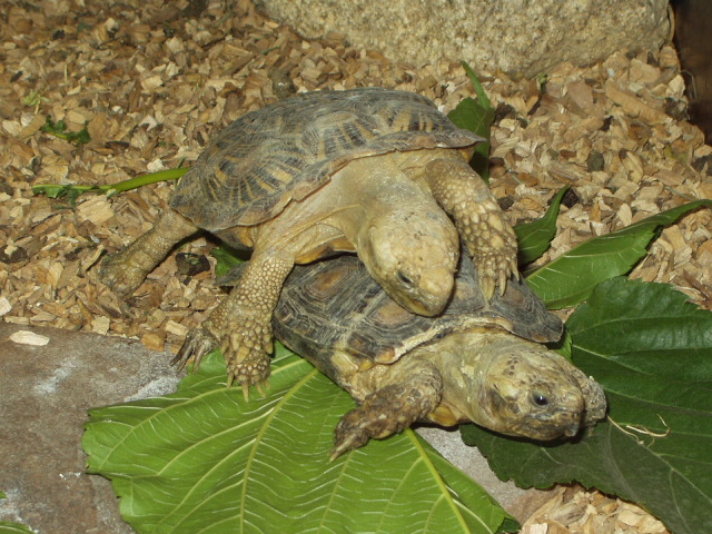 "Tortues-Actions AWARDS 2011" ...Les Nominés !!" Sepsy11