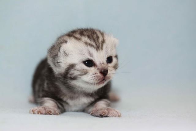 Les chatons de Tabby Dream Shym sont nés le 10 mars 2011 !!! U3310