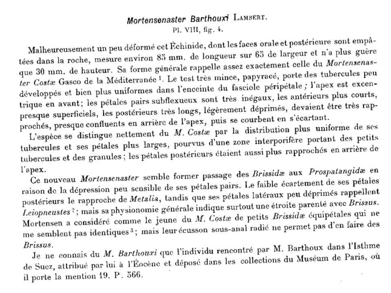 Erizo eoceno bartoniense Bartho12