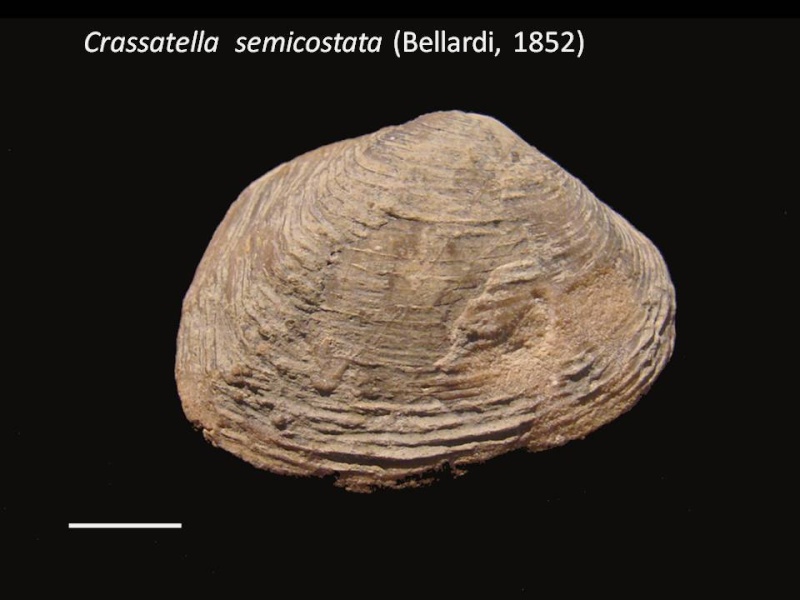 Crassatella semicostata (Bellardi, 1852) Crassa10