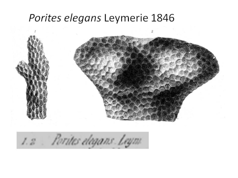 Goniopora elegans Leymerie 1846 Diapos35