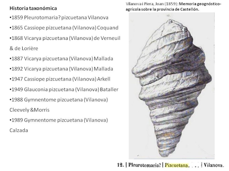 Gymnentome pizcuetana (Vilanova 1859)  Ilustr10
