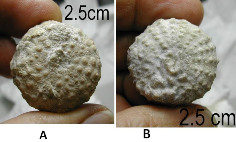 Porosoma. Eoceno medio-sup. Poro210