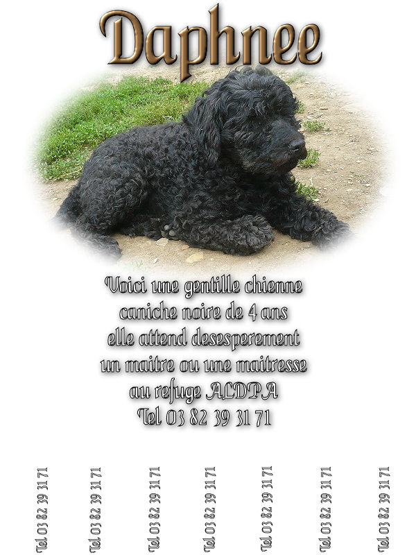 Daphnée, Caniche noire née en Janvier 2004 Affich10