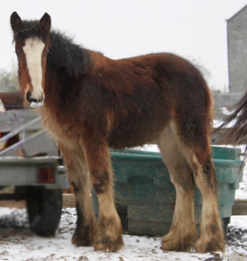 la neige au gypsyranch,je n'ai pas pu résister, suitte le 01 fevrier - Page 4 15_16_18