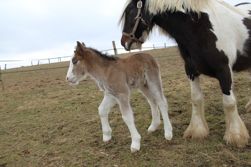 10 - 6 IC... White Face, 1er bb 2010 au gypsyranch Djoyce x Dunbrody Bb_djo16