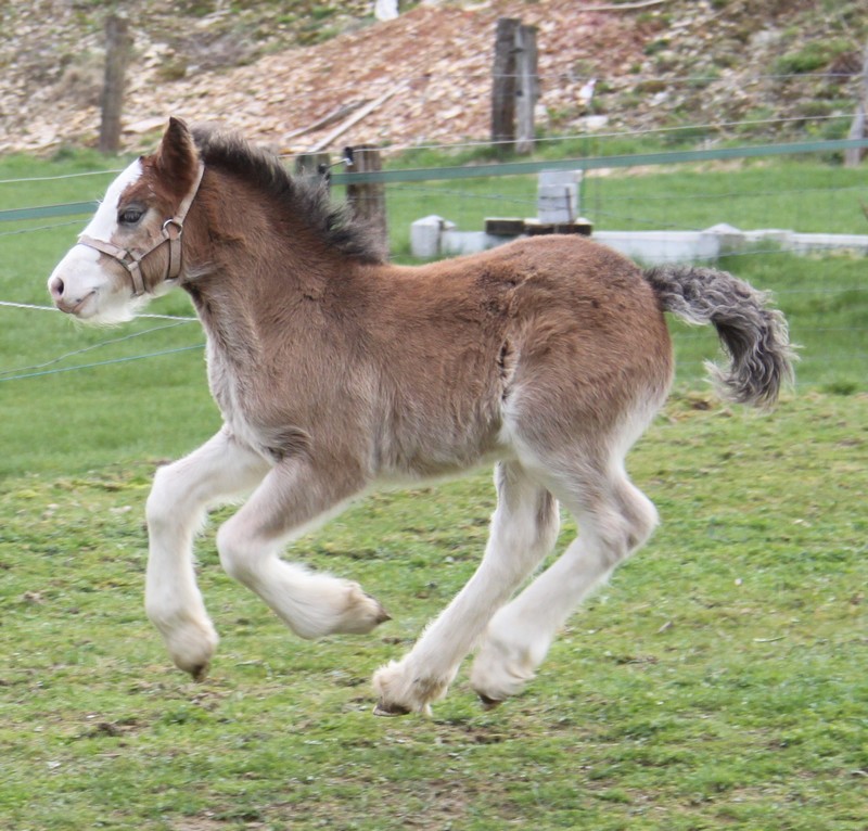 10 - 6 IC... White Face, 1er bb 2010 au gypsyranch Djoyce x Dunbrody - Page 3 Chevau28