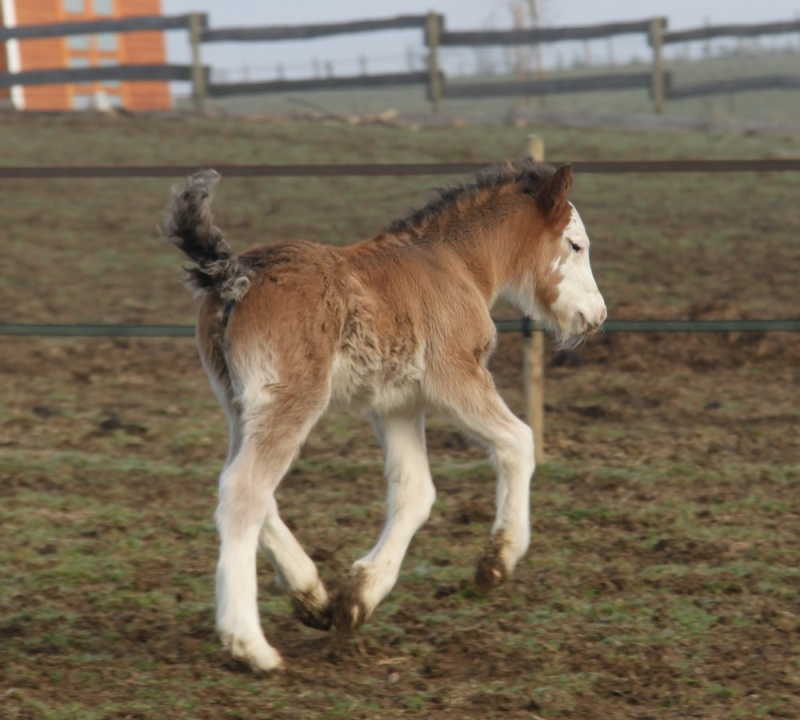 10 - 6 IC... White Face, 1er bb 2010 au gypsyranch Djoyce x Dunbrody - Page 3 White_10