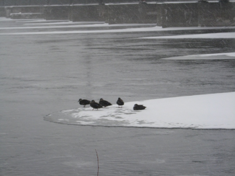 Promenade en hiver. Img_1912