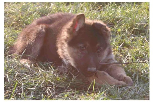 chiots berger allemands Ba_1_l10