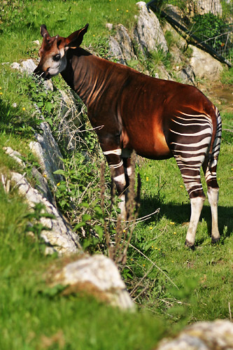 images d'animaux !!! a vous de jouer ................. Okapi10