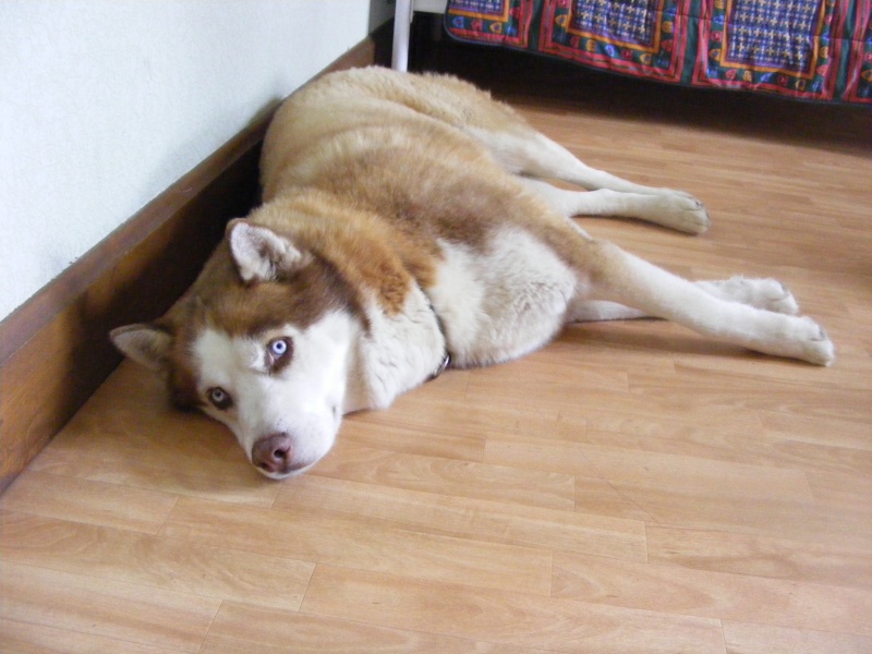 SNIPER husky de 6 ans cherche adoptants - Page 5 Sniper19