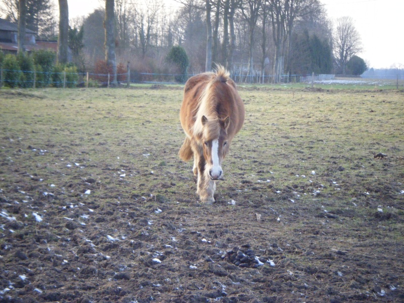 Oxynead Lassie, Haflinger, reservée par Olivier !!!!!!!!!!!!!!!!!!!!!!!!!!!!!!!!!!!! 02011