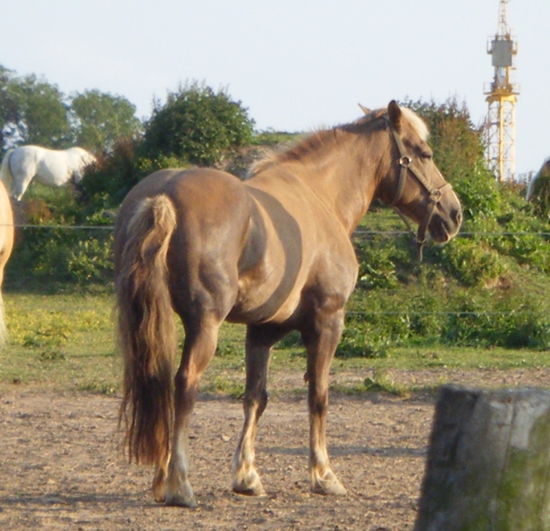 Intime lady, Haflinger, reservée par olivier !!!!!!!!!!!!!!!!!!!!!!!!!!!!!!!!!!!!!!!!!! 11810