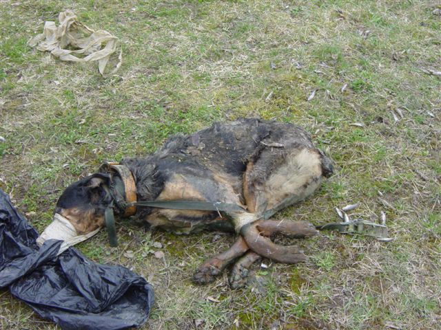 Pour TAMARA, ligotée et jetée dans un étang Chien110