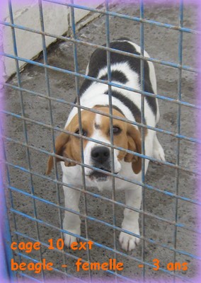 BeLL : cage 10 ext beagle 3 ans - abandonnée 10ext10