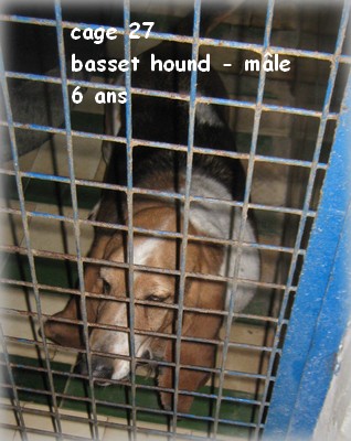 BeLL : cage 27 int basset hound 6 ans abandonné... URGENT !!! 27int13
