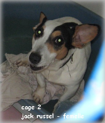 BeLL : cage 2 jack russel, abandonné 2int10