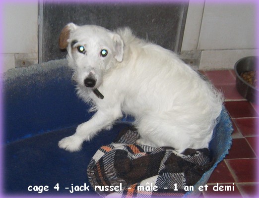 BeLL :  cage 4 int jack russel -PRIORITAIRE 4int12