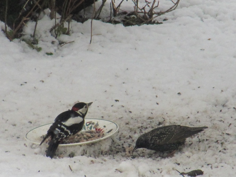 "mes" oiseaux de dehors Img_0204