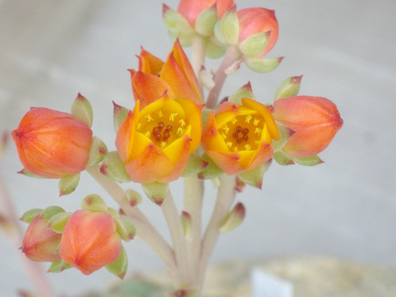 Echeveria 'Derosa' Imgp8317