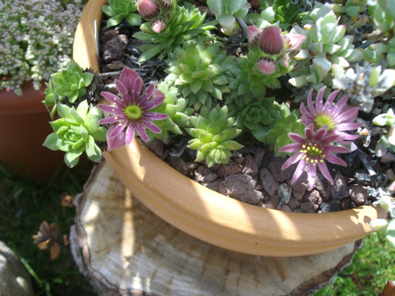 Sempervivum montanum ? Imgp9010