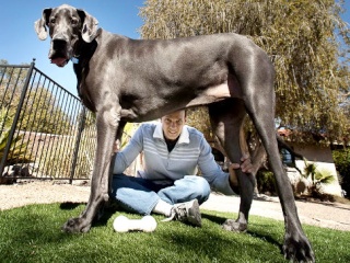 Giant Georges, le chien le + grand du monde Alg_gu10