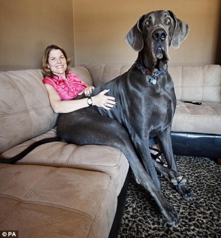 Giant Georges, le chien le + grand du monde Giant110