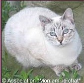 chats siamois/Birmans etc... trouvés sur le net - Page 4 A_adop27